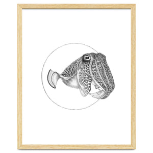 The Fascinating Cuttlefish by Blackscatter