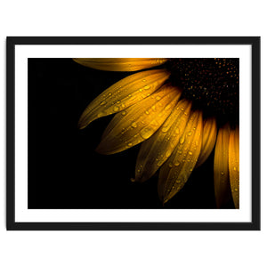 Backyard Flowers No 28 Sunflower by The Learning Curve Photography