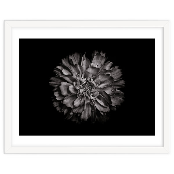 Backyard Flowers In Black And White No 79