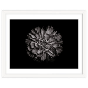 Backyard Flowers In Black And White No 79 by The Learning Curve Photography