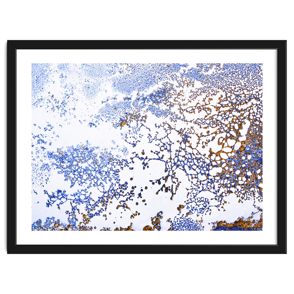 Coral Blooming