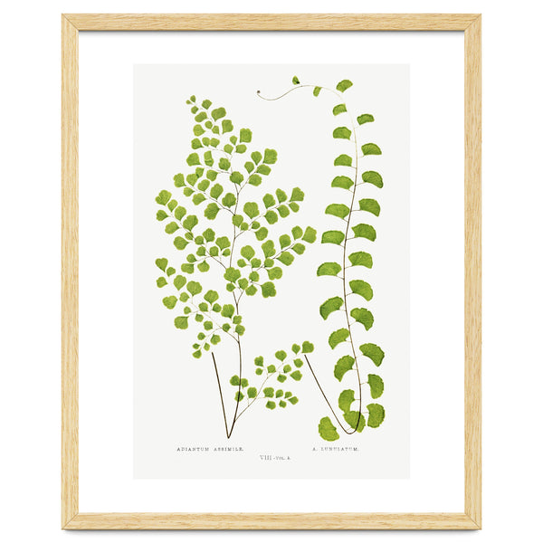Edward Joseph Lowe – Adiantum Assimile and Adiantum Lunulatum (1856–1860)