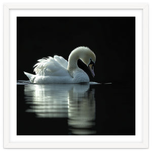 Elegant Swan Floating Gracefully On Dark Water by Rizwana Khan