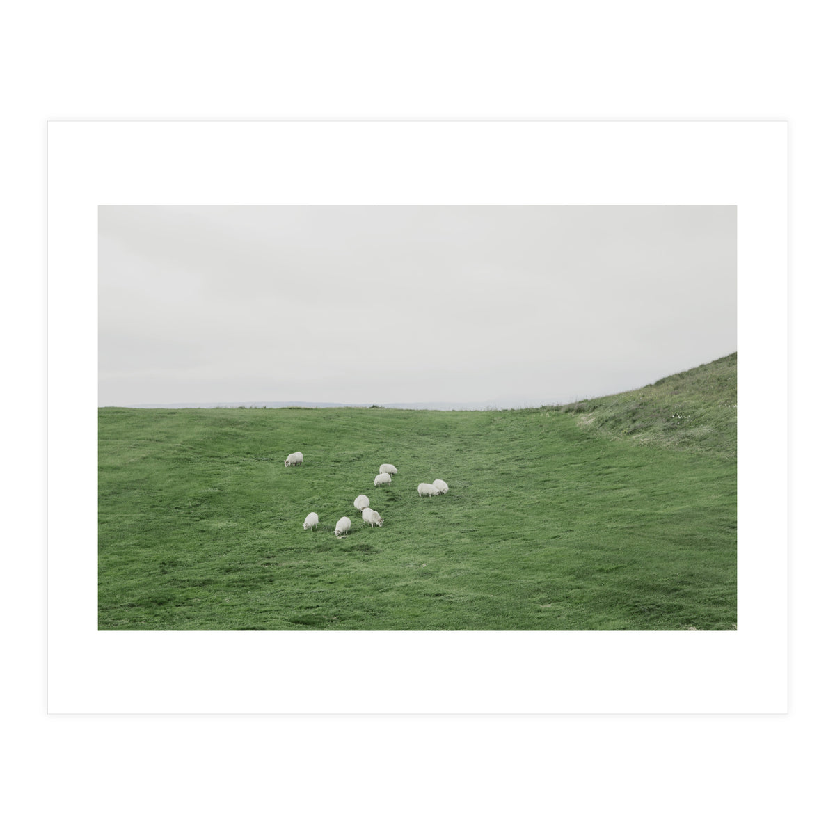 A flock of Sheep in the Green Hill - Iceland (Print Only)