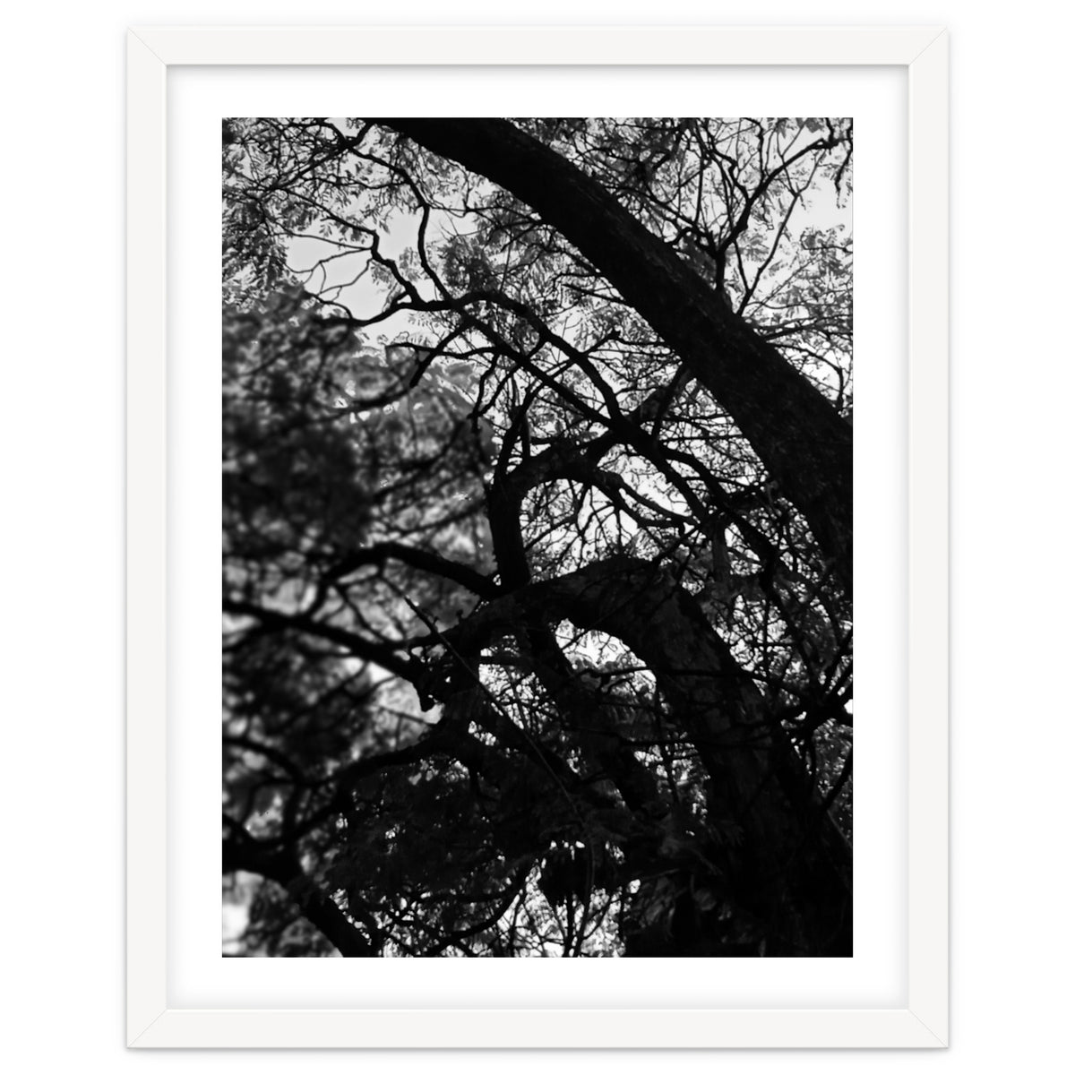 Tree Black Silhouette