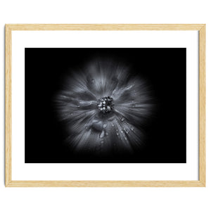 Backyard Flowers In Black And White No 66 Flow Version by The Learning Curve Photography