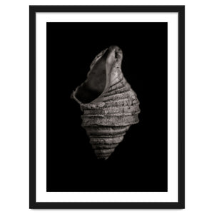 Shells No 2 by The Learning Curve Photography