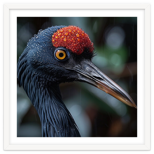 Black Crane Bird Head With Red Crown And Raindrops