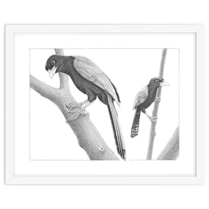 Yucatan Jays by Blackscatter