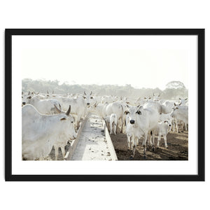 LIVING TOGETHER - WHITE COWS FAMILY by KISSA STUDIO