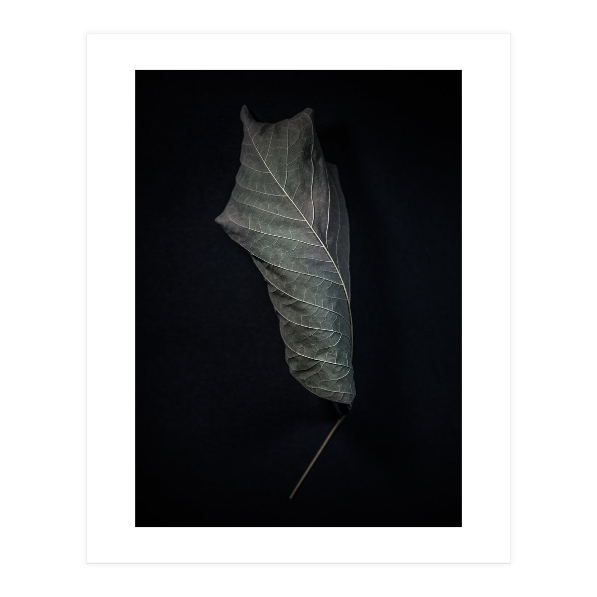 Leaves No 3 Color Version (Print Only)