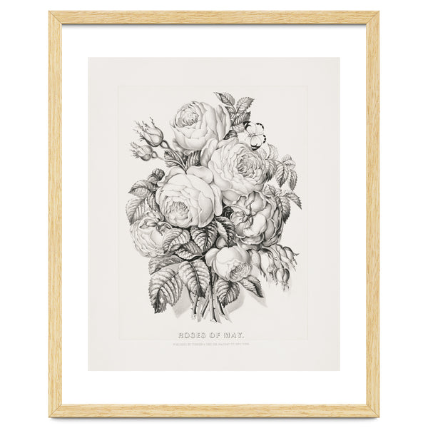 Currier & Ives – Rose of May (1870)