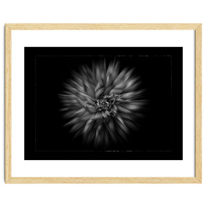 Backyard Flowers In Black And White No 20 Flow Version with Border by The Learning Curve Photography