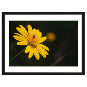 SUNFLOWER. by Vavá