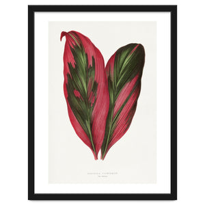 Alexander Francis Lydon & Benjamin Fawsett – Pink Dracaena Terminalis Leaf (1865) by William Morrin