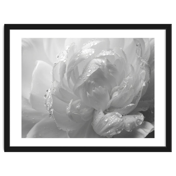 Ethereal Monochromatic Peony Petal Macro