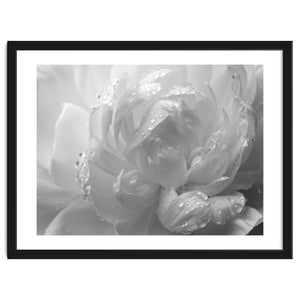 Ethereal Monochromatic Peony Petal Macro by artistic
