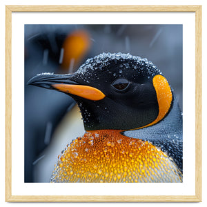 King Penguin Close Up In Snowfall by Rizwana Khan