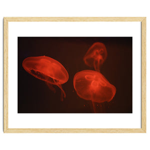 At the aquarium #4 by Tal Paz-Fridman