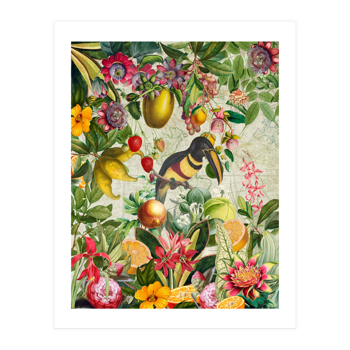 Toucan vintage jungle (Print Only)
