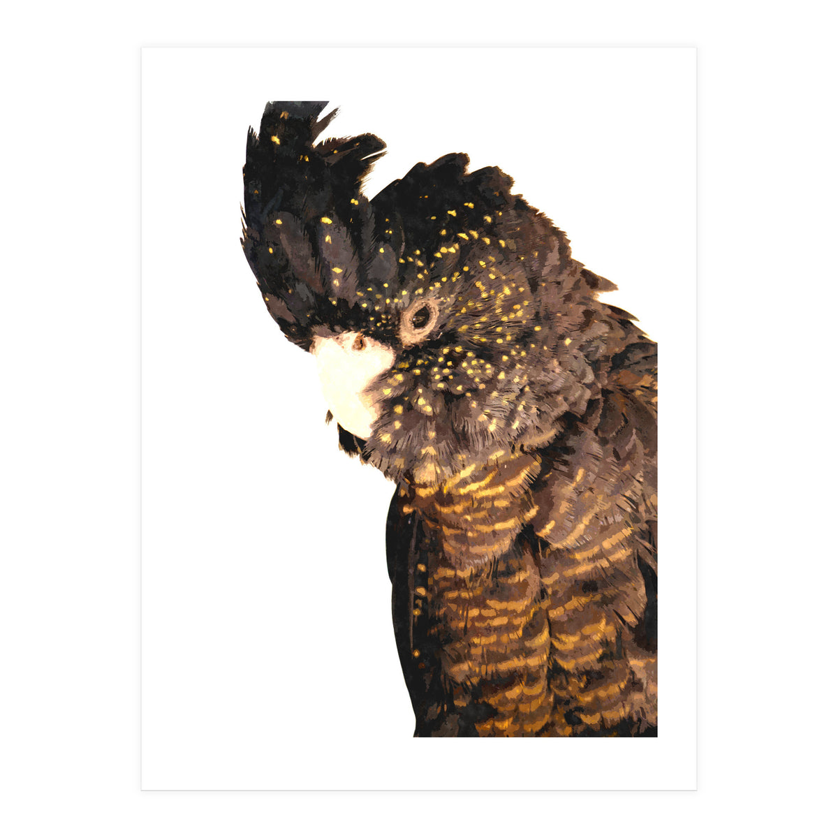 Black Cockatoo (Print Only)