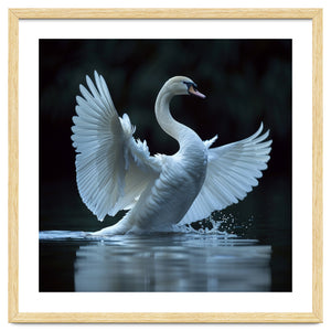 Majestic White Swan Spreading Wings On Water by Rizwana Khan
