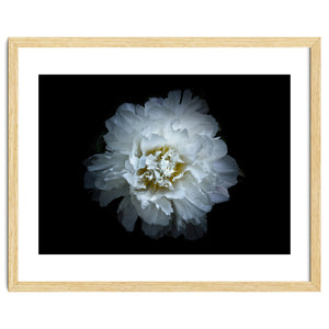Backyard Flowers No 90 Color Version by The Learning Curve Photography