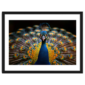 Close Up Peacock Displaying Its Feathers by Rizwana Khan
