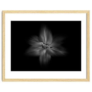 Backyard Flowers In Black And White No 28 Flow Version by The Learning Curve Photography