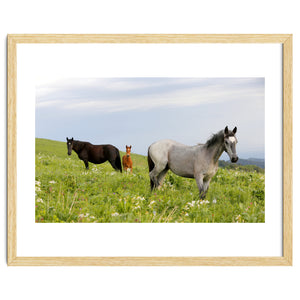 Equine Family by Alexey