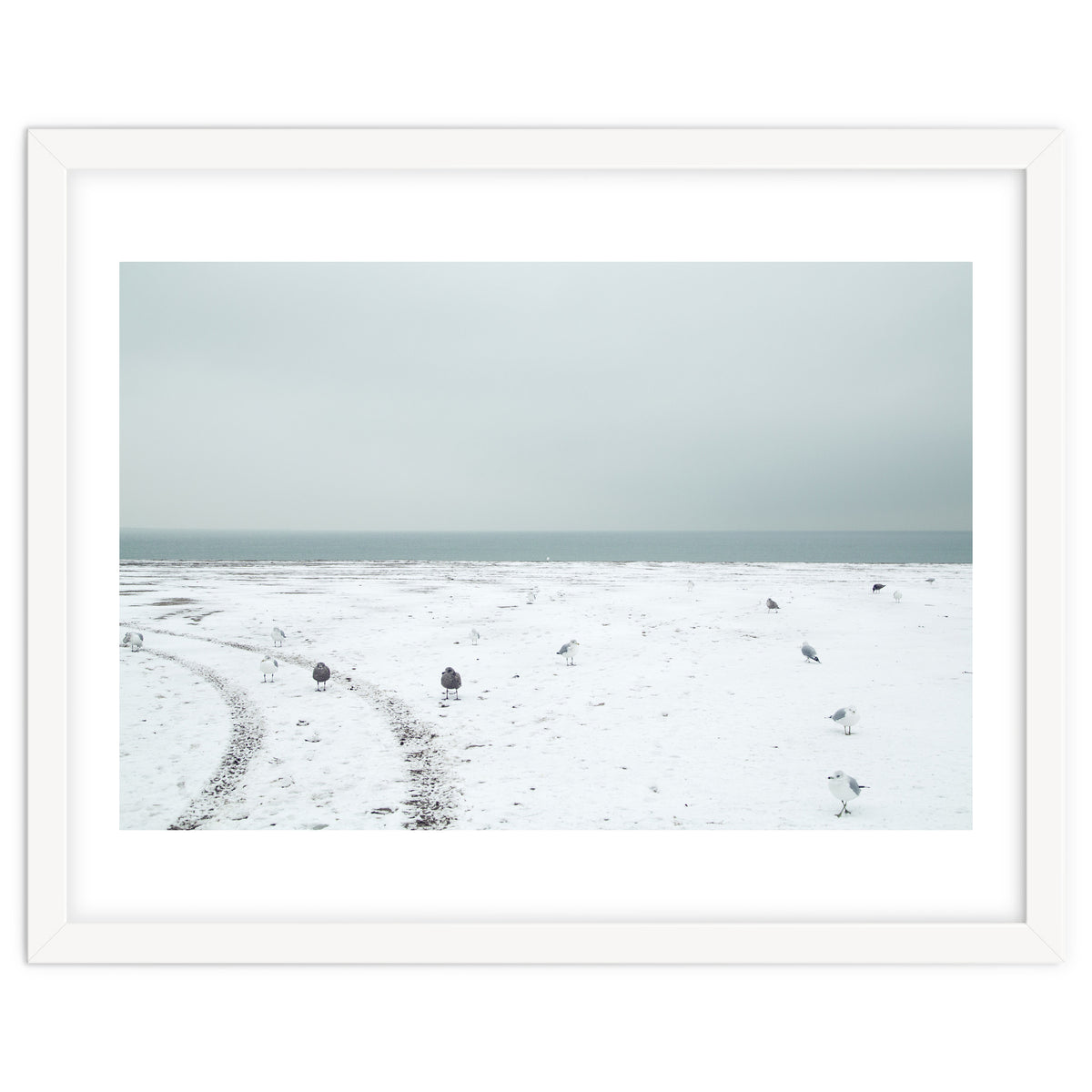 Seagulls in the winter snow beach