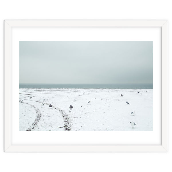 Seagulls in the winter snow beach