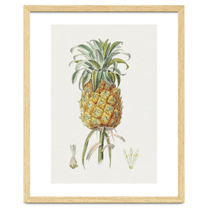 Pineapple (Hand Drawn Botanical Illustration) by William Morrin