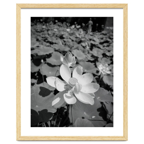 Hylas | Black & White