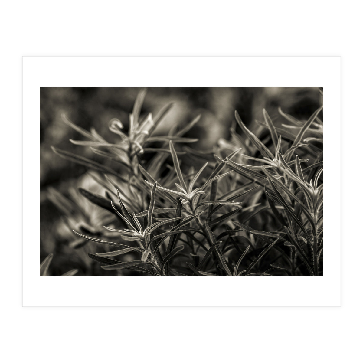 Rosemary Plant (Print Only)