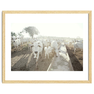 LIVING TOGETHER - WHITE COWS FAMILY by KISSA STUDIO
