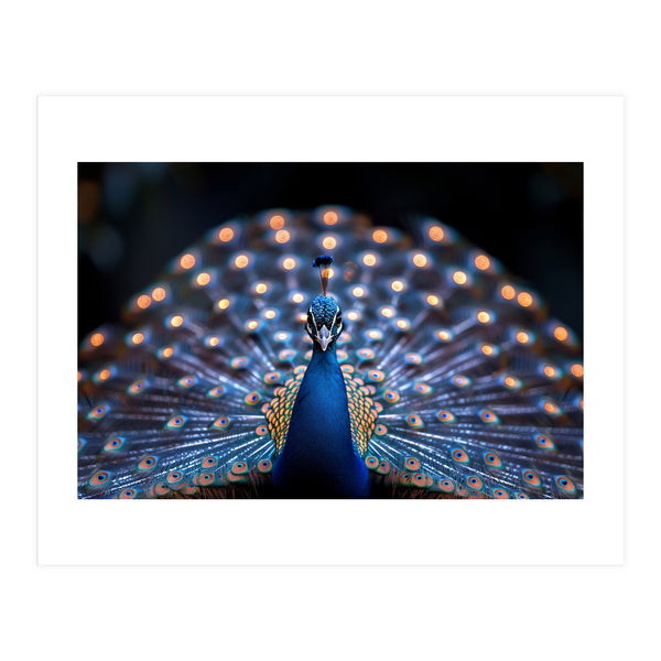 Close Up Peacock Showing Its Beautiful Feathers (Print Only)