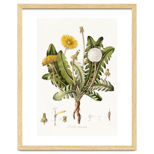 William Curtis – Dandelion (1777–1798) by William Morrin