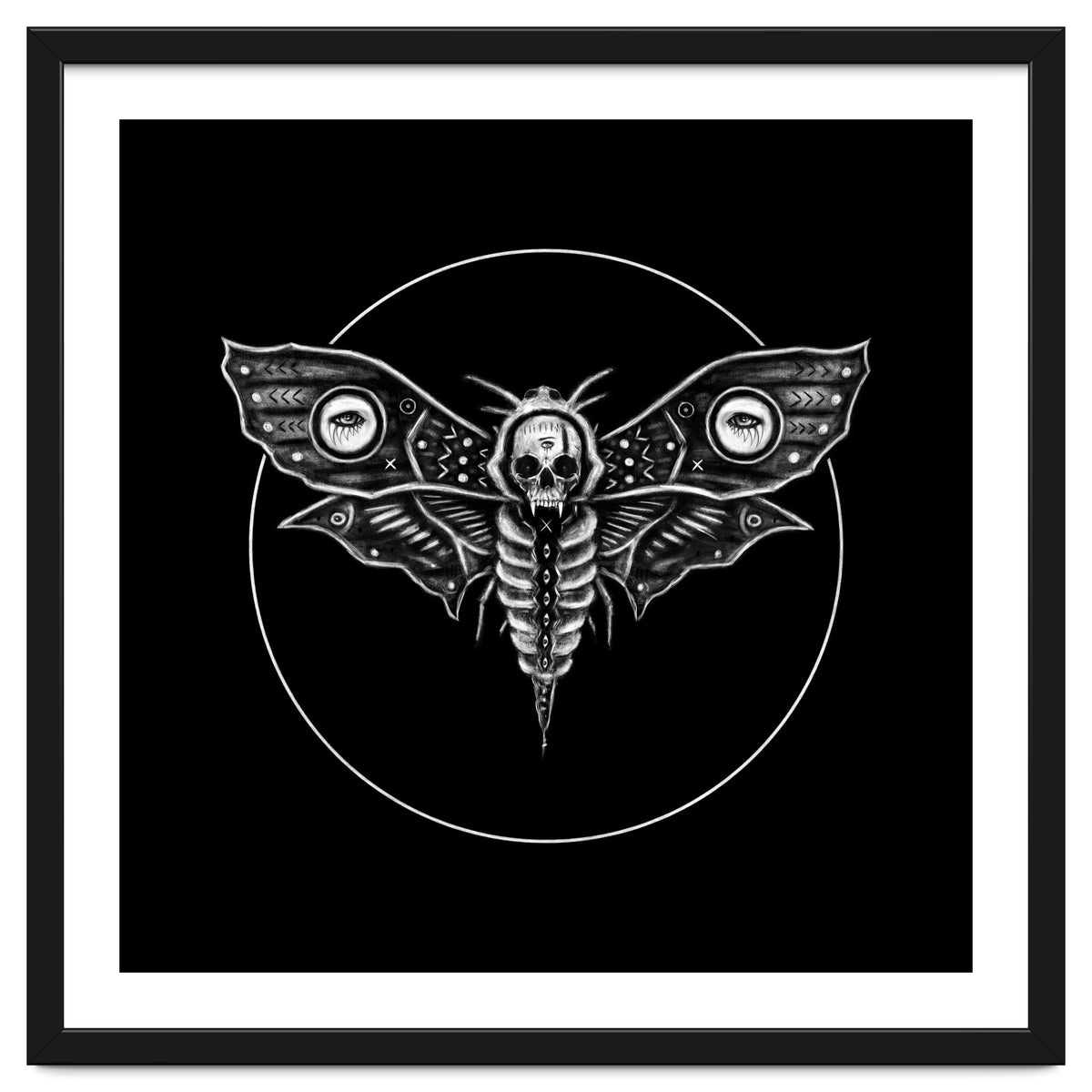 Deaths Head Moth