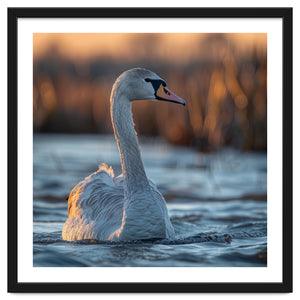 Elegant Swan Gliding On Water At Sunset by Rizwana Khan