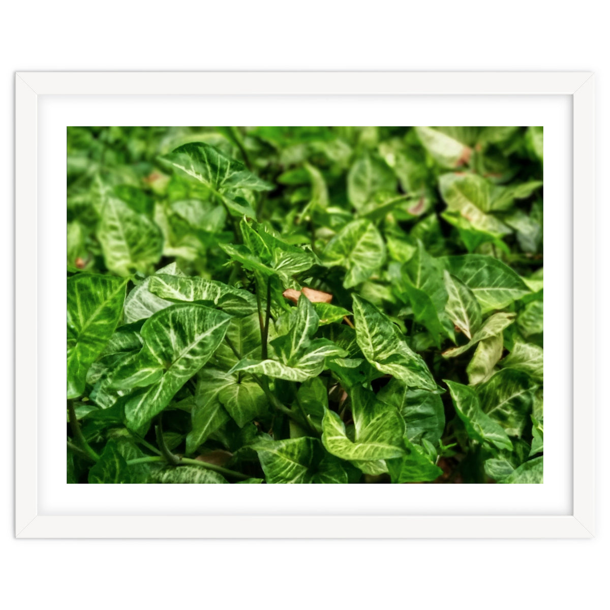Green Arrow Head Plant Leaves
