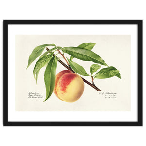 Royal Charles Steadman – Peach Twig (Prunus persica) (1918) by William Morrin