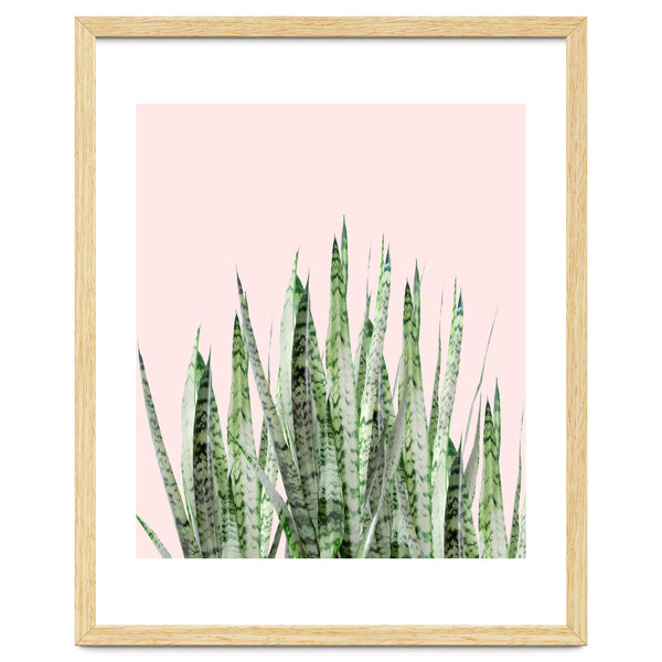 Botanical Balance