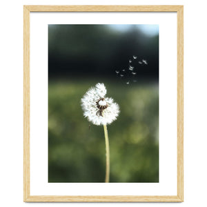 Dandelion Wish Photography by neeteshdsgn