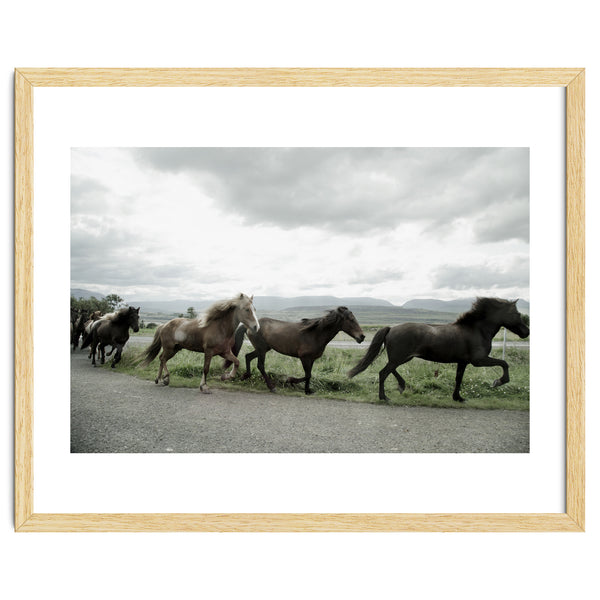 Running horses - Iceland