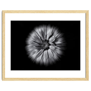 Backyard Flowers In Black And White No 10 Flow Version by The Learning Curve Photography
