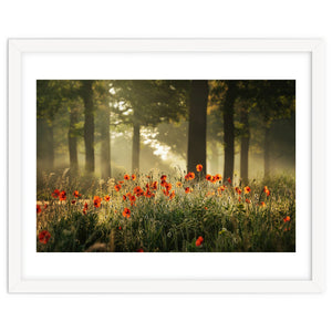 The poppy forest by Martin and Yen