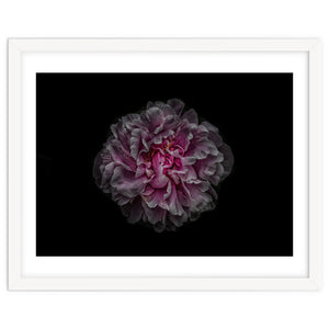 Backyard Flowers No 116 Color Version by The Learning Curve Photography
