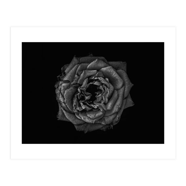 Backyard Flowers In Black And White No 110 (Print Only)