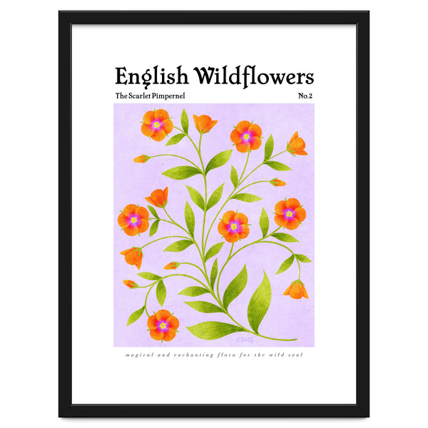 English Wildflowers | Scarlet Pimpernel